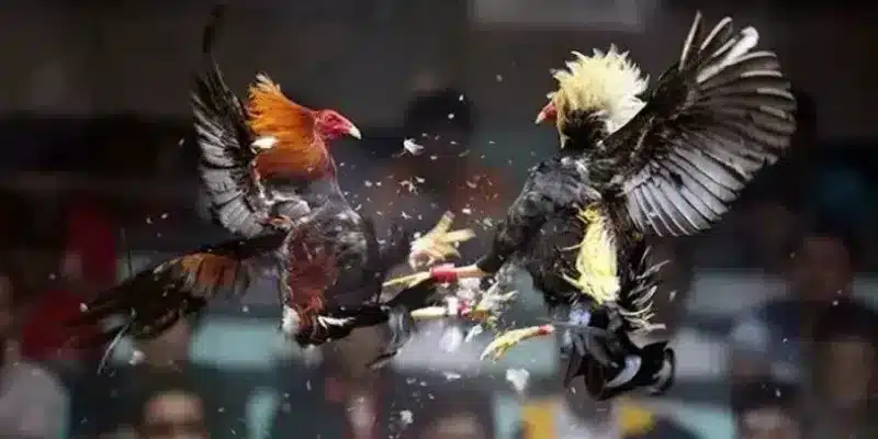Cá độ đá gà ăn tiền là gì