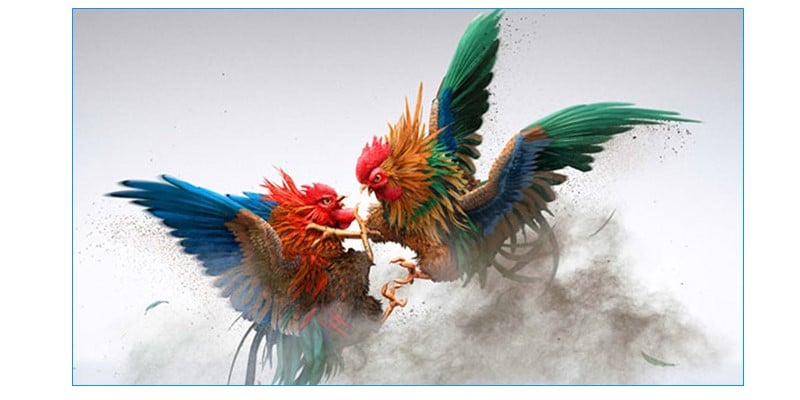 Cá độ đá gà ăn tiền