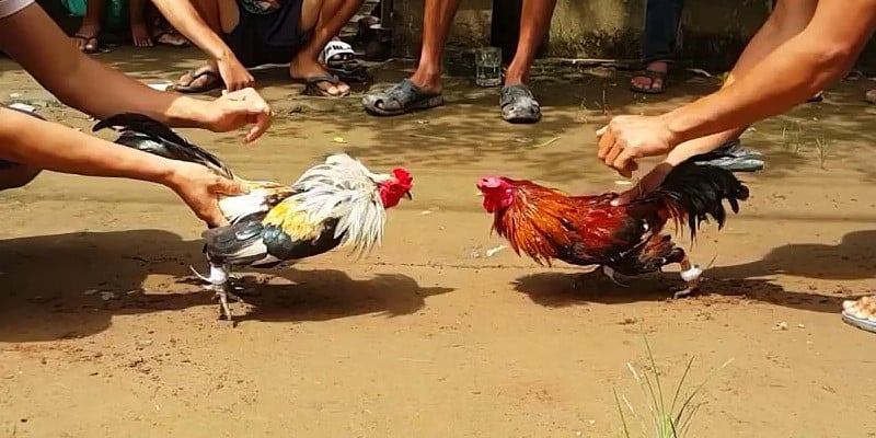 Các chiến lược cá độ đá gà ăn tiền hiệu quả tại NH88