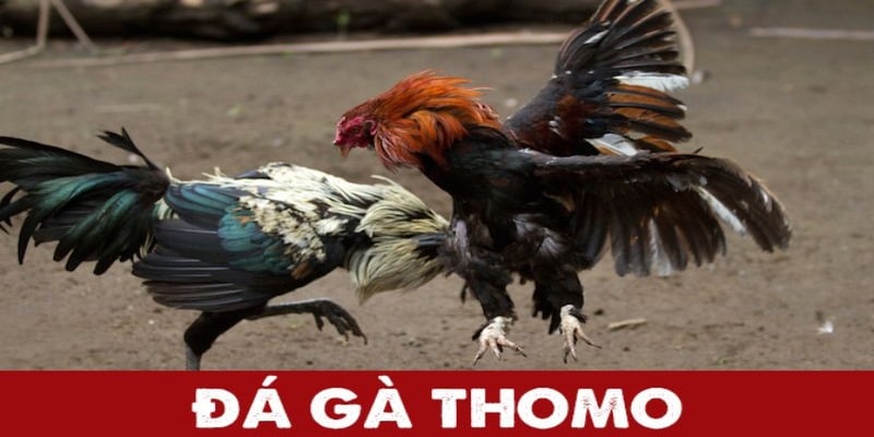 Các nguồn bổ sung canxi cho gà đá