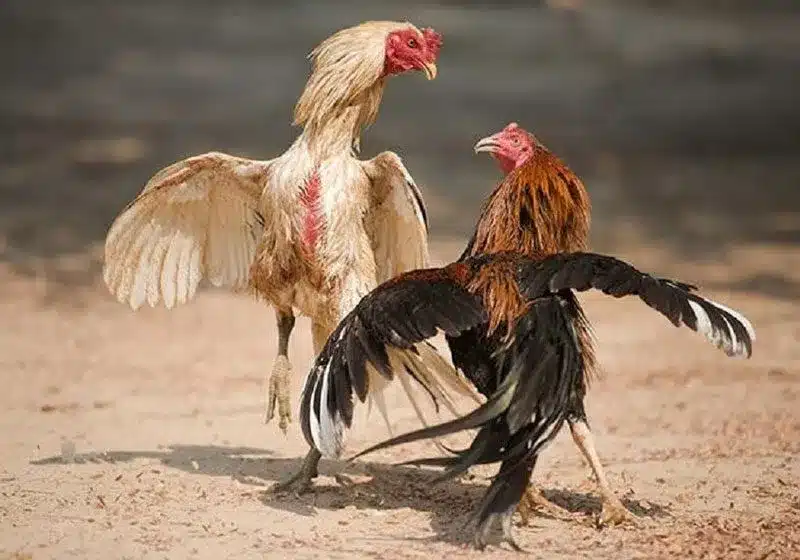 Đá gà trực tuyến là gì và vì sao nên chơi tại NH88